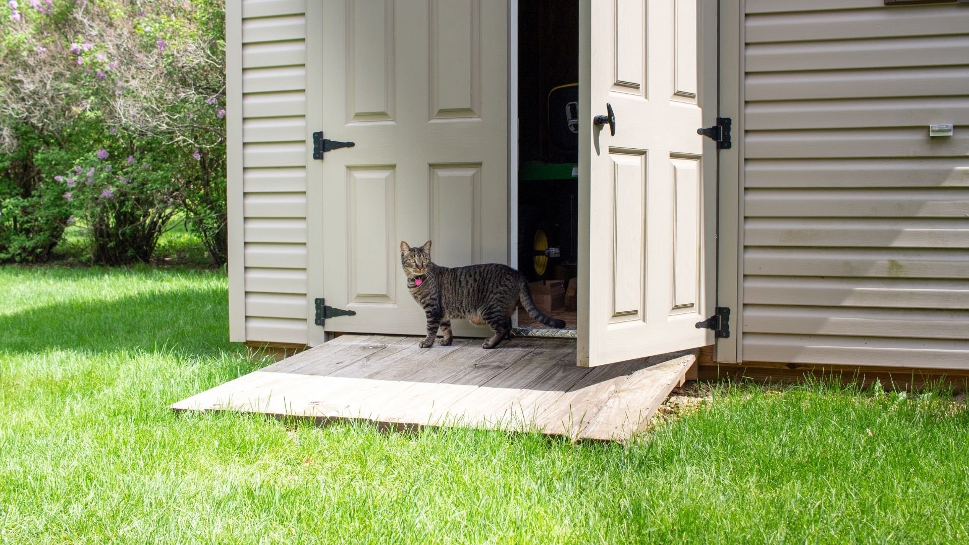 Tabby cat wearing pink collar exits garage door onto ramp in sunny yard
