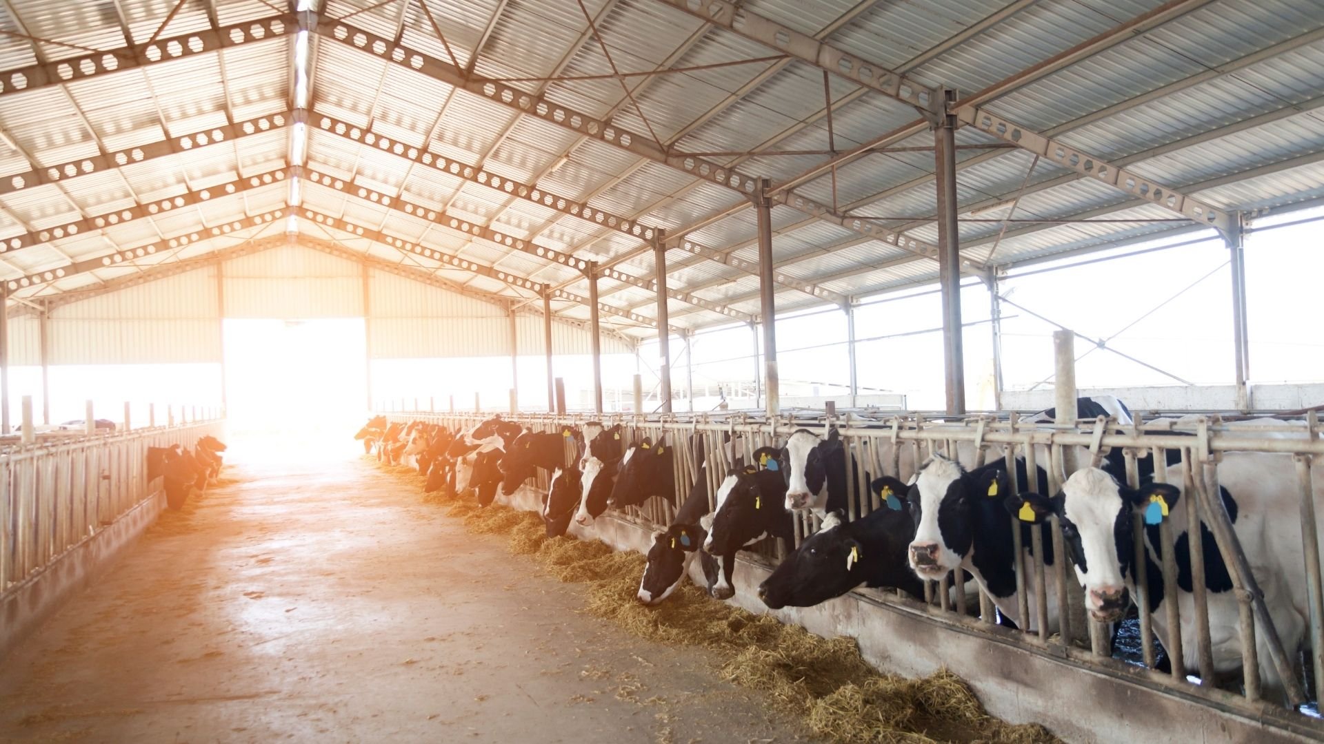 Large dairy barn interior with cows feeding at metal stalls and hay