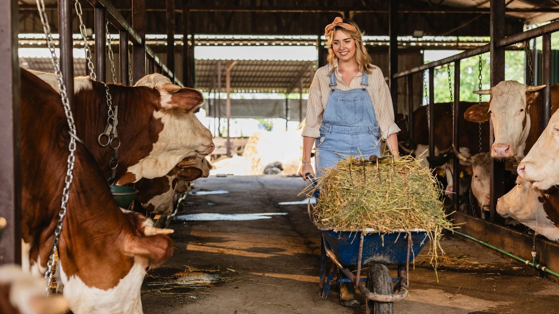Smiling woman in denim overalls feeding hay to cattle in a barn.